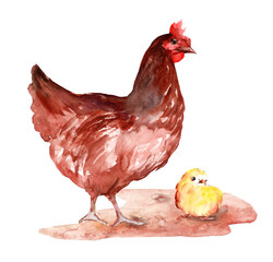 Brown hen and yellow chick isolated on white background, laying hen farmer concept. Watercolor hand-drawn illustration.