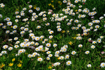 A meadow with daisies. Mommelstein, Thuringia, Germany, Europe