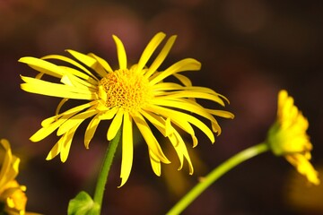 gelbe Blüten der Gemswurz