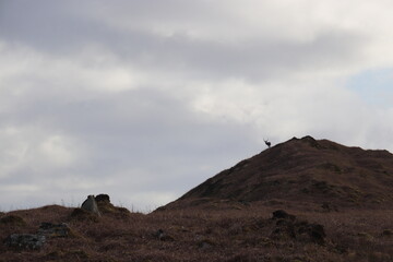 stag on a hill 