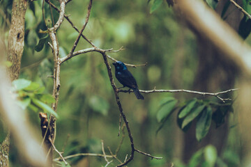 Male indigo bunting blue bird perched on a branch in the jungle