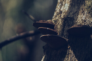 Shelf fungi mushrooms on a treetrunk in the jungle