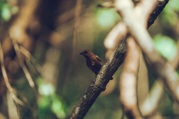 Female indigo bunting bird perched on a branch in the jungle
