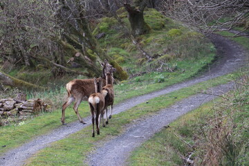 deer on road 
