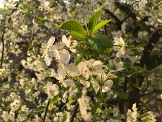 Cherry blossom. White flowers on a tree. Macro photography. Photo of white flowers and spring time.