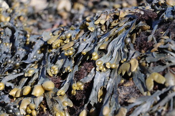 close up of seaweed on beach