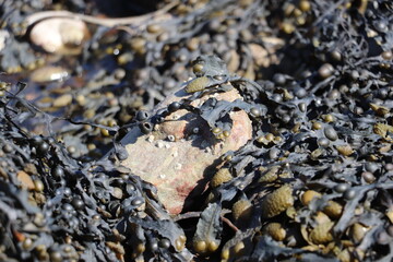 seaweed on the rocks
