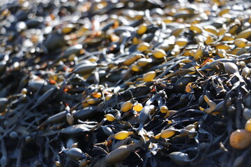 Fototapeta premium seaweed