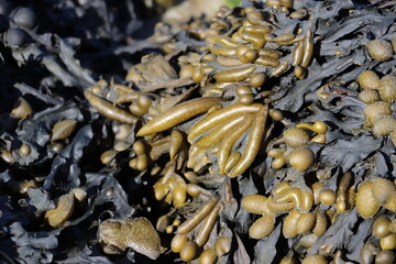 close up of seaweed 
