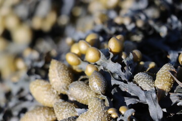 close up seaweed 