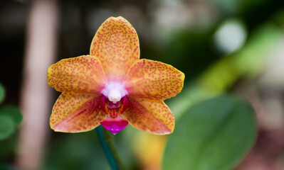 bonita flor en verano