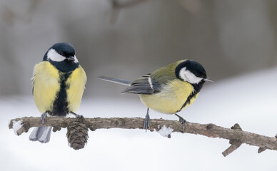 Obraz premium two great yellow tits on small winter branch