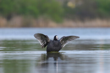 eurasian coot, fulica atra, common coot