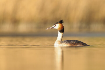 Great Crested Grebe in water