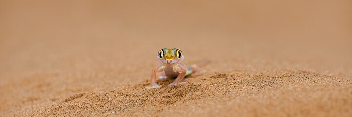 A Namib sand gecko, or gecko palmato, small colorful lizard in the Namib desert
