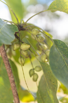 Kakadu Plums