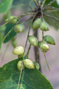 Kakadu Plums