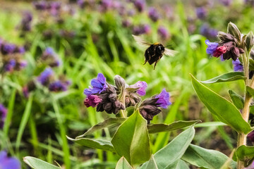 Meadow covered by Lungwort flowers pollinated by bumblebees. Pulmonaria officinalis known as...