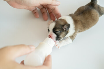 puppy dog on white background © arwiyada