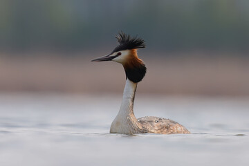 Great Crested Grebe in water