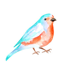 Watercolor illustration of a bright orange-turquoise bird. Hand drawn bird realistic image. Cute bright bird.