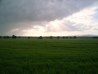 Wheat fields at sunset in Spain