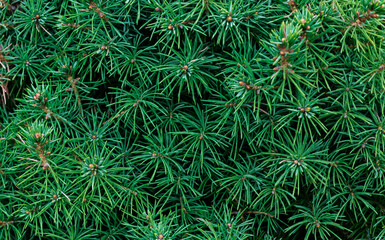 Close-up green tree background