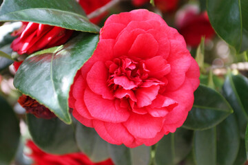 Red camellia in the garden.