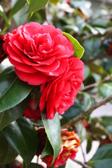 Camellias of red color in the garden
