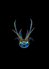 Fantastic night squid alien creature on macro in black water 