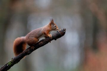 Obraz premium Eurasian red squirrel (Sciurus vulgaris) searching for food in the forest in the South of the Netherlands. 