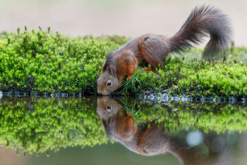 Eurasian red squirrel (Sciurus vulgaris) searching for food in the forest in the South of the Netherlands. 