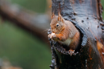 Eurasian red squirrel (Sciurus vulgaris) searching for food in the forest in the South of the Netherlands. 