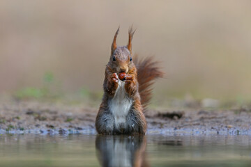 Eurasian red squirrel (Sciurus vulgaris) searching for food in the forest in the South of the Netherlands. 