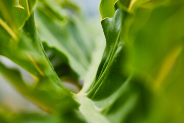 Fotografía macro de planta verde