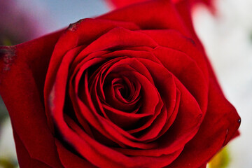 Fotografía macro de una rosa roja