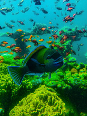 Obraz na płótnie Canvas green fish in the water