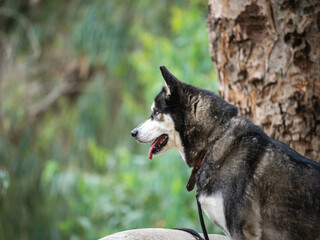 Siberian Husky