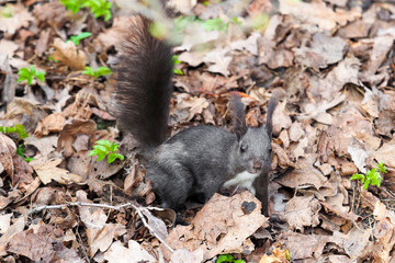 Naklejka na ściany i meble Black squirrel on the ground looking for food. Black squirrel