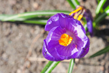 Single purple saffron flower in the nature, top view