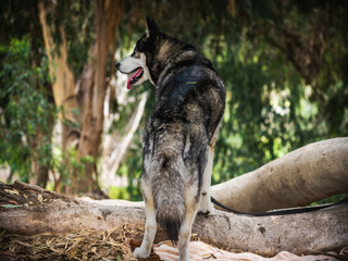 Obraz premium Siberian Husky Dog Breeds