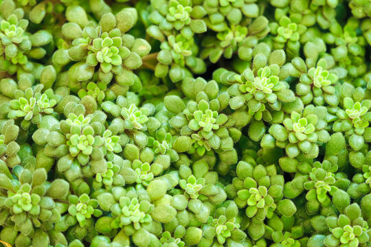 Aichryson tortuosum or Aeonium, houseleek green succulent background, top view