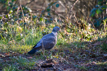 A pigeon in the meadow