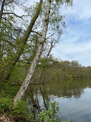 forest lake against the backdrop of spring forest