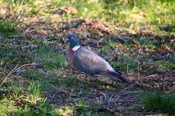Pigeon in the meadow
