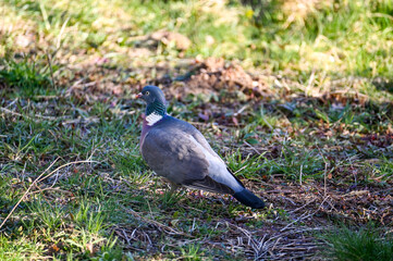 A pigeon in the meadow