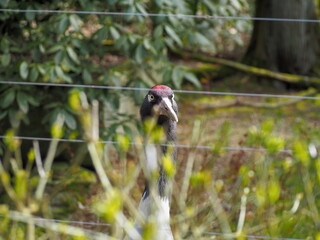 A photo from the zoo as an ashen crane peeks through the grass and their fencing