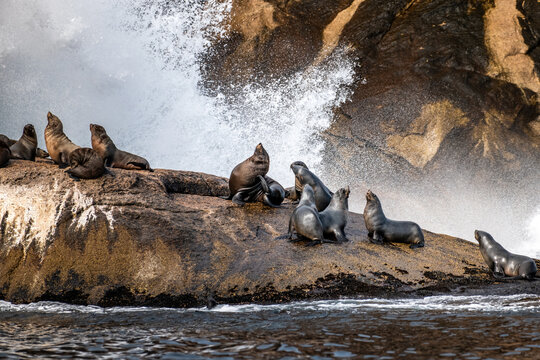 Sea Lion colony on Ile des Phoques