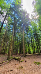 Wide angle view of tall pine trees in the summer sun