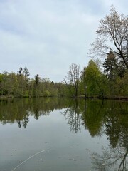 Fototapeta na wymiar forest lake against the backdrop of spring forest